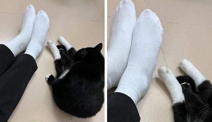 애니멀플래닛