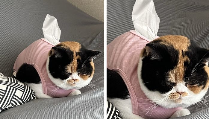 애니멀플래닛