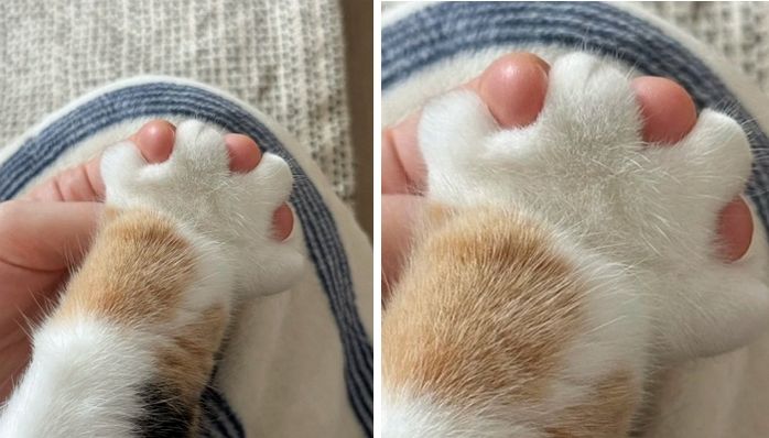 애니멀플래닛