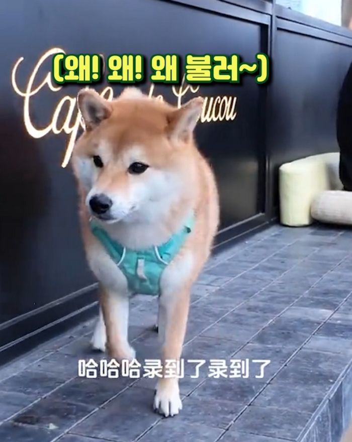 애니멀플래닛