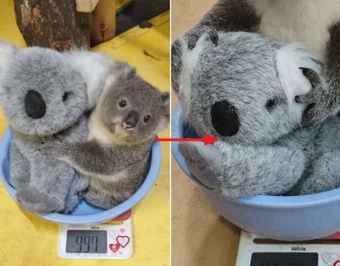 애니멀플래닛