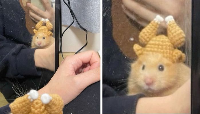 애니멀플래닛