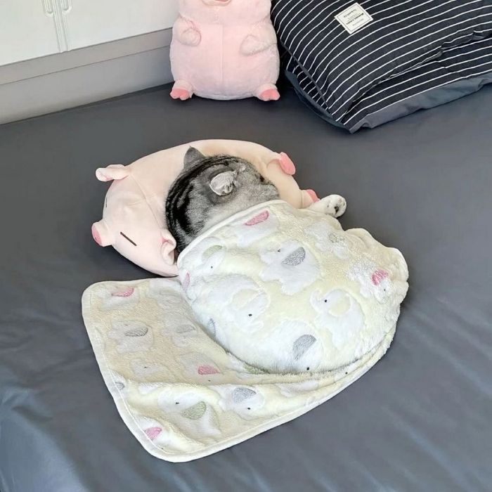 애니멀플래닛