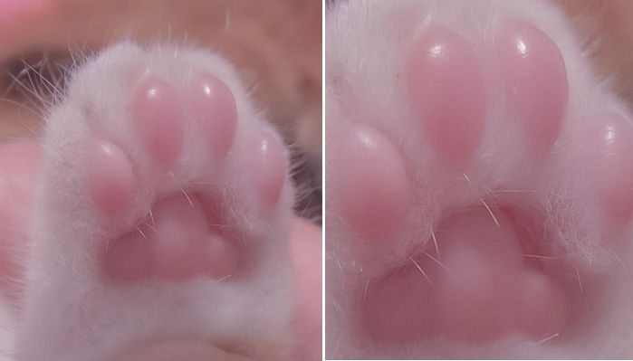 애니멀플래닛