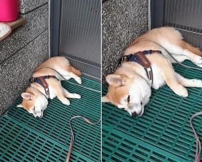 애니멀플래닛