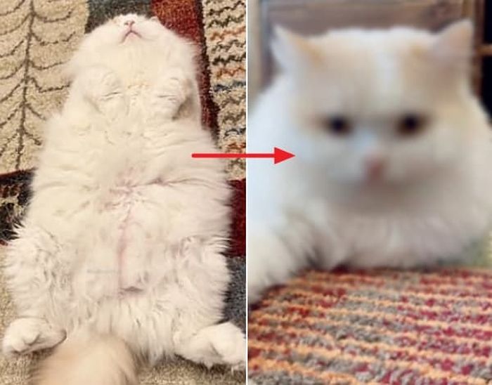 애니멀플래닛