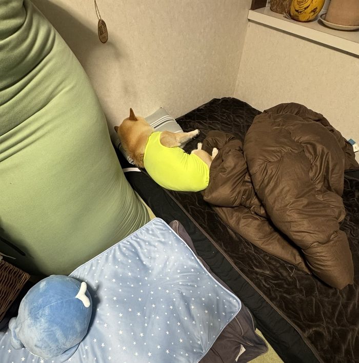애니멀플래닛
