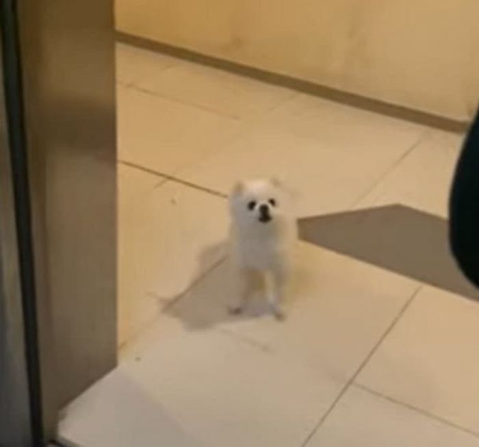 애니멀플래닛