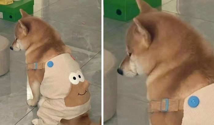 애니멀플래닛