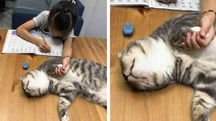 애니멀플래닛