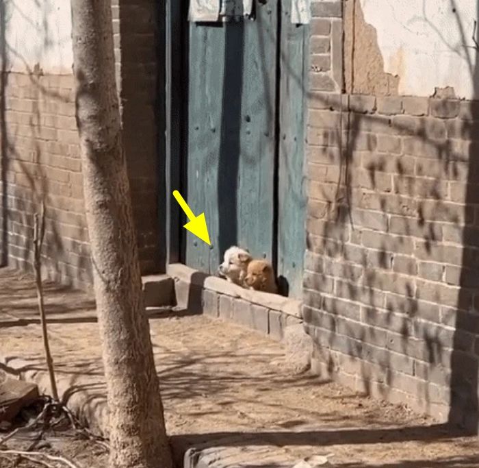 애니멀플래닛