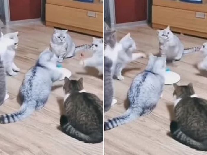 애니멀플래닛