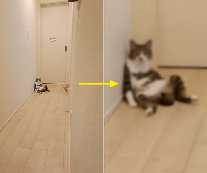 애니멀플래닛
