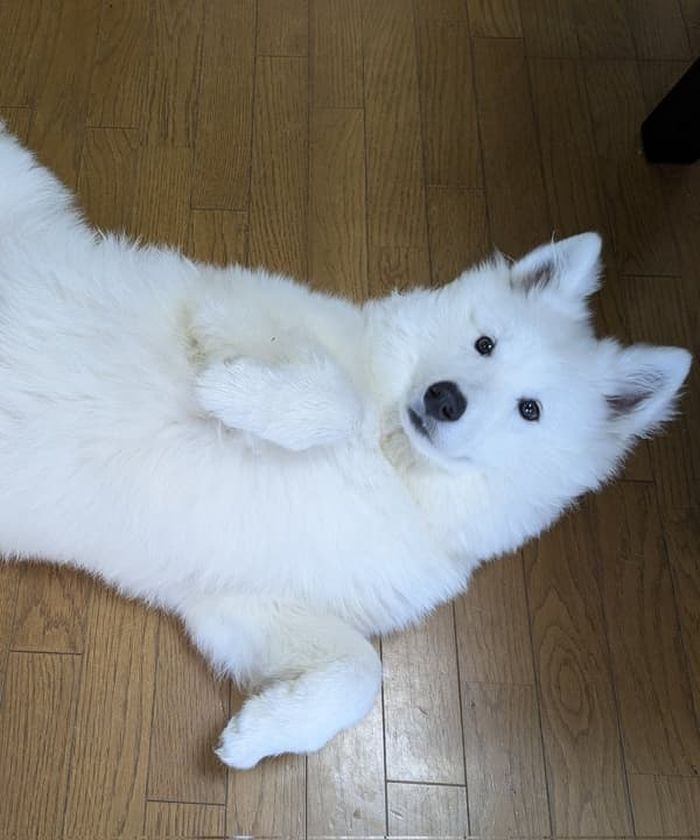 애니멀플래닛