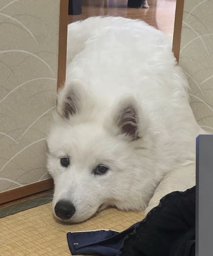 애니멀플래닛
