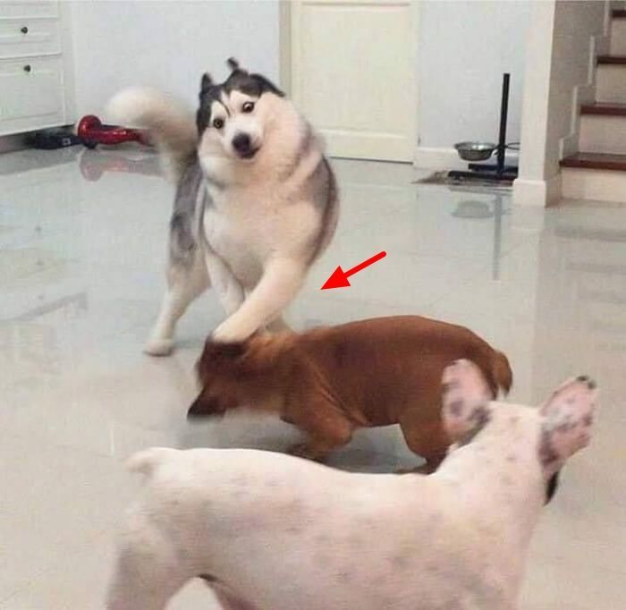 애니멀플래닛
