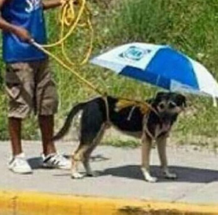 애니멀플래닛
