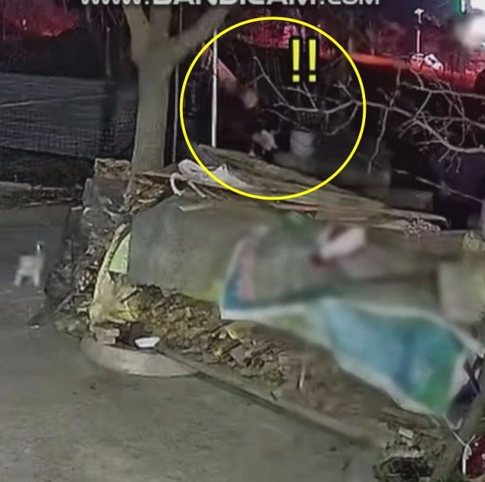 애니멀플래닛