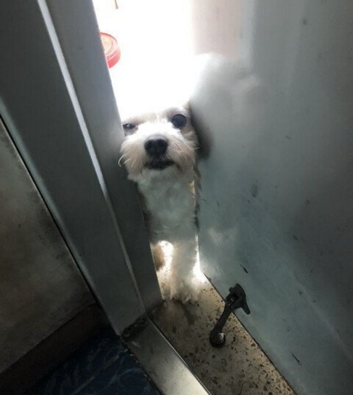 애니멀플래닛