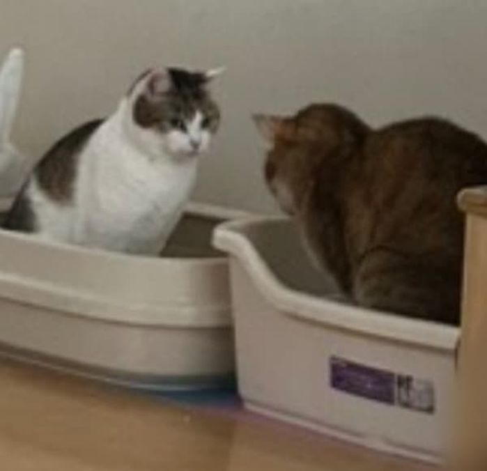 애니멀플래닛