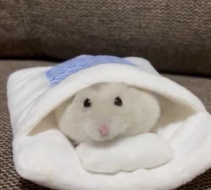 애니멀플래닛