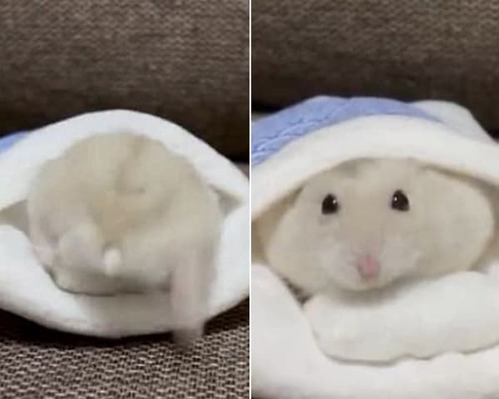 애니멀플래닛