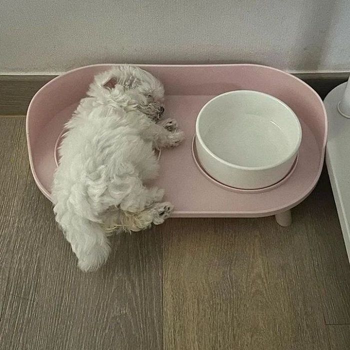 애니멀플래닛