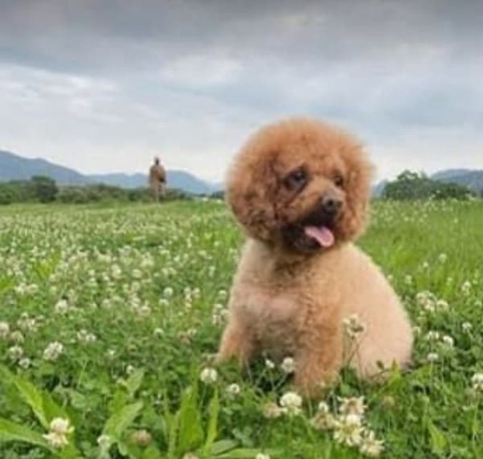 애니멀플래닛