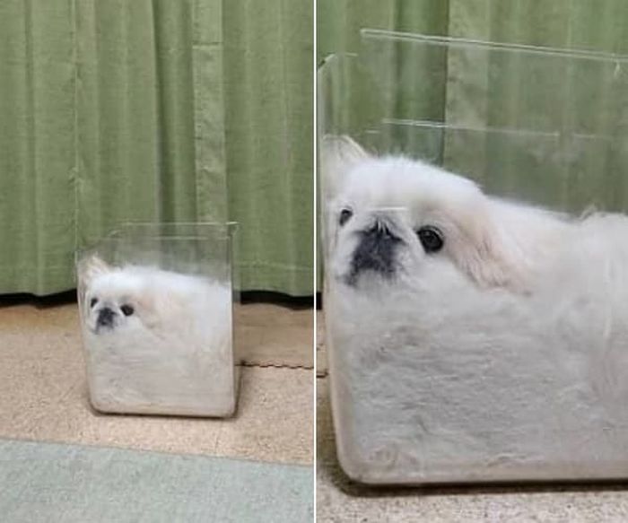 애니멀플래닛
