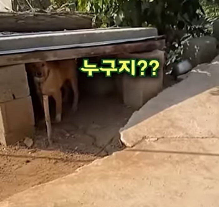 애니멀플래닛