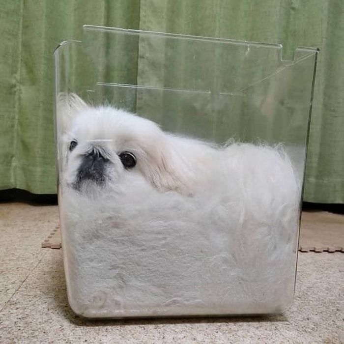 애니멀플래닛
