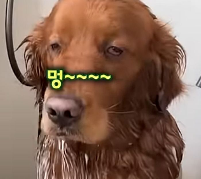 애니멀플래닛