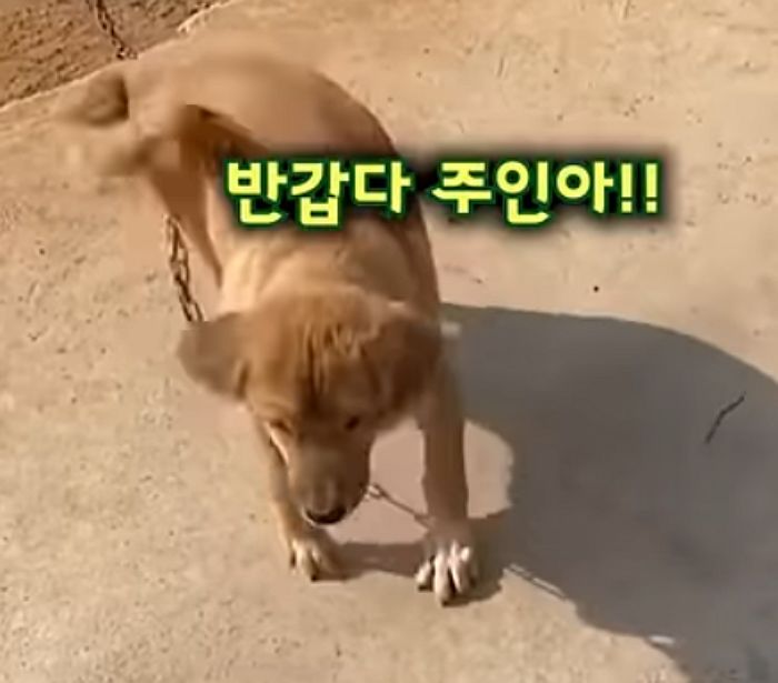 애니멀플래닛