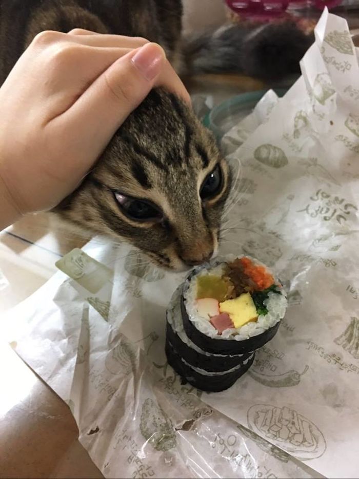 고양이김밥 이미지