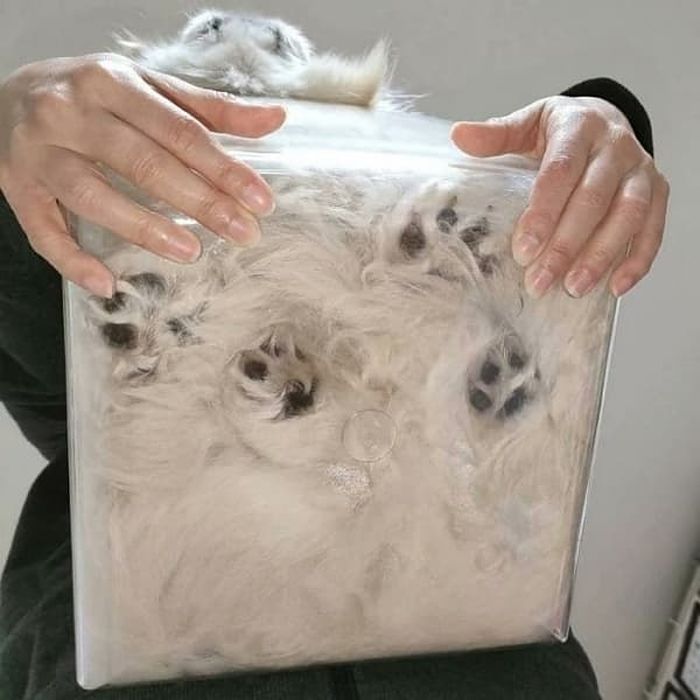 애니멀플래닛