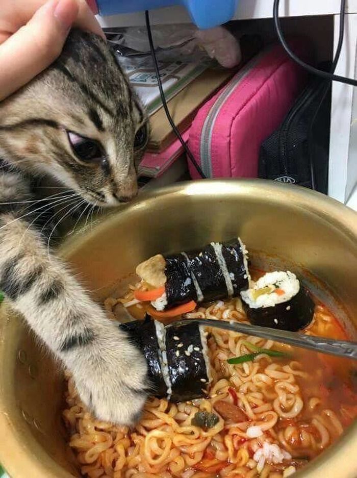애니멀플래닛