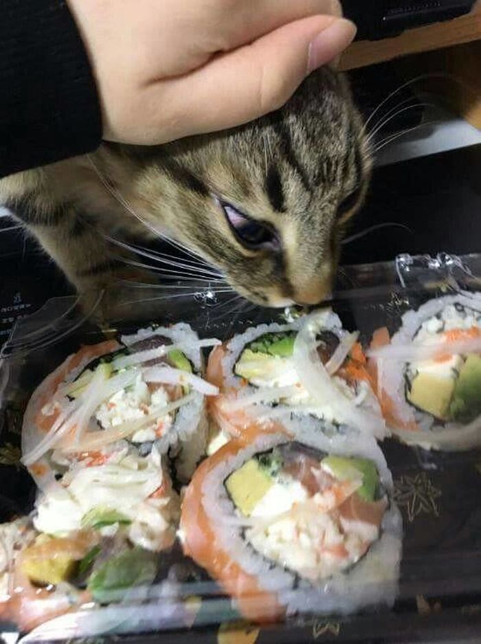 애니멀플래닛