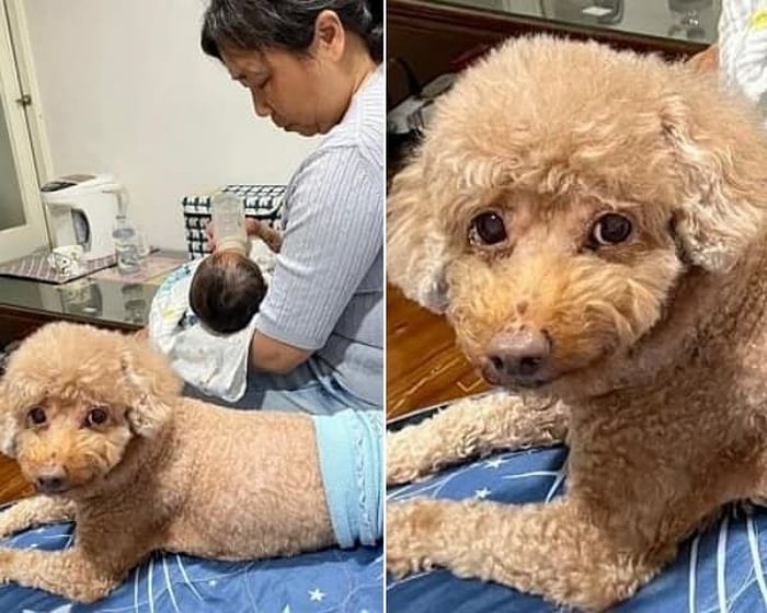 애니멀플래닛