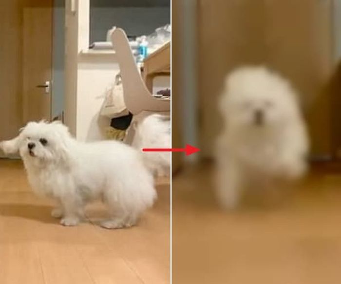 애니멀플래닛