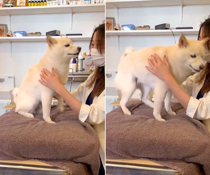 애니멀플래닛