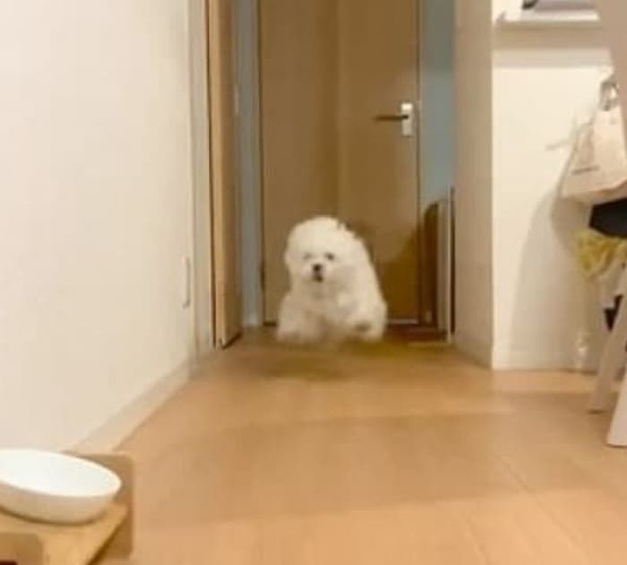 애니멀플래닛