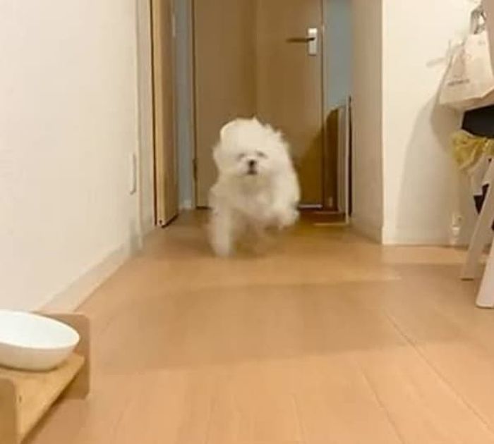 애니멀플래닛