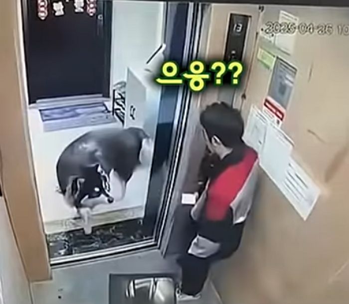 애니멀플래닛