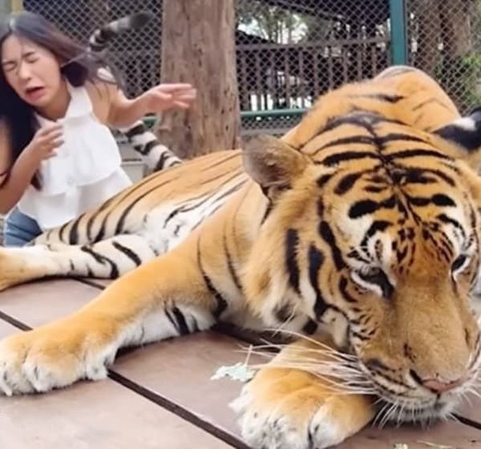 애니멀플래닛