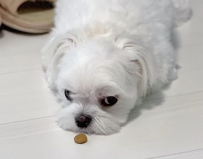 애니멀플래닛