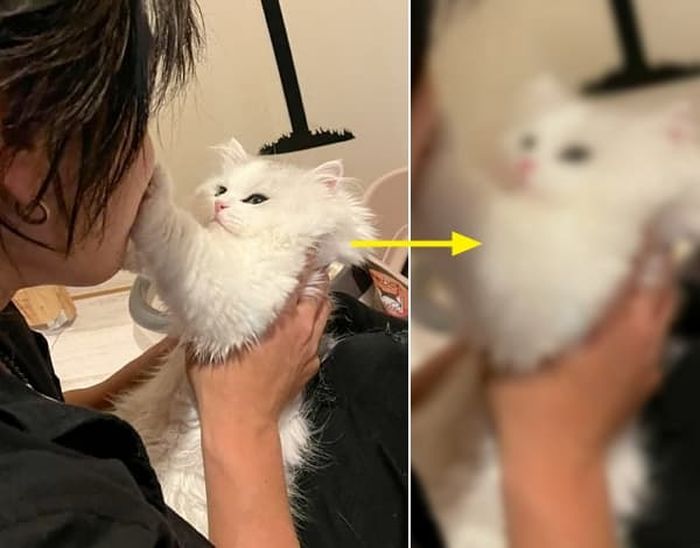 애니멀플래닛