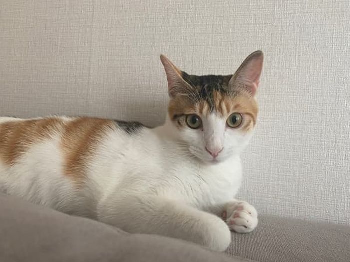 애니멀플래닛