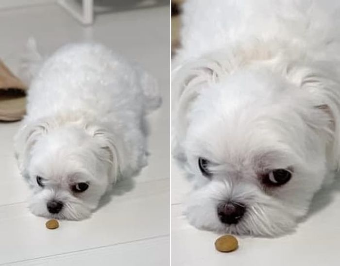 애니멀플래닛