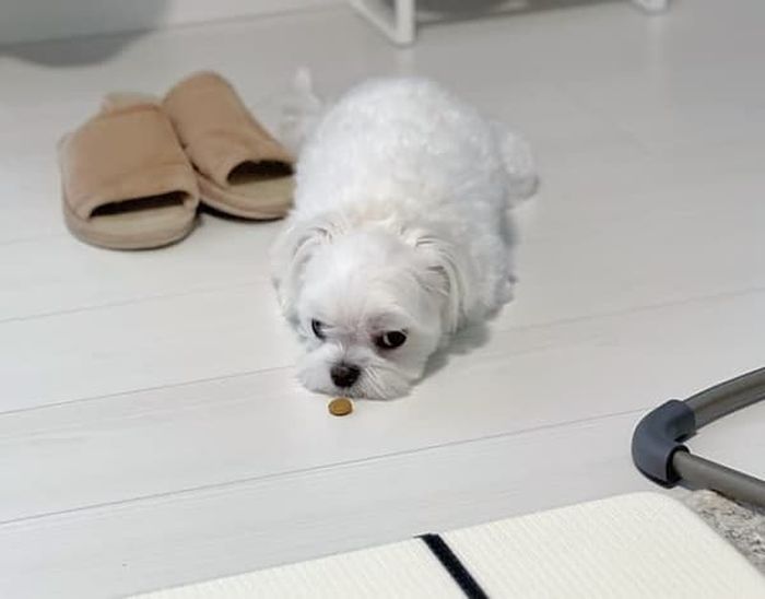 애니멀플래닛
