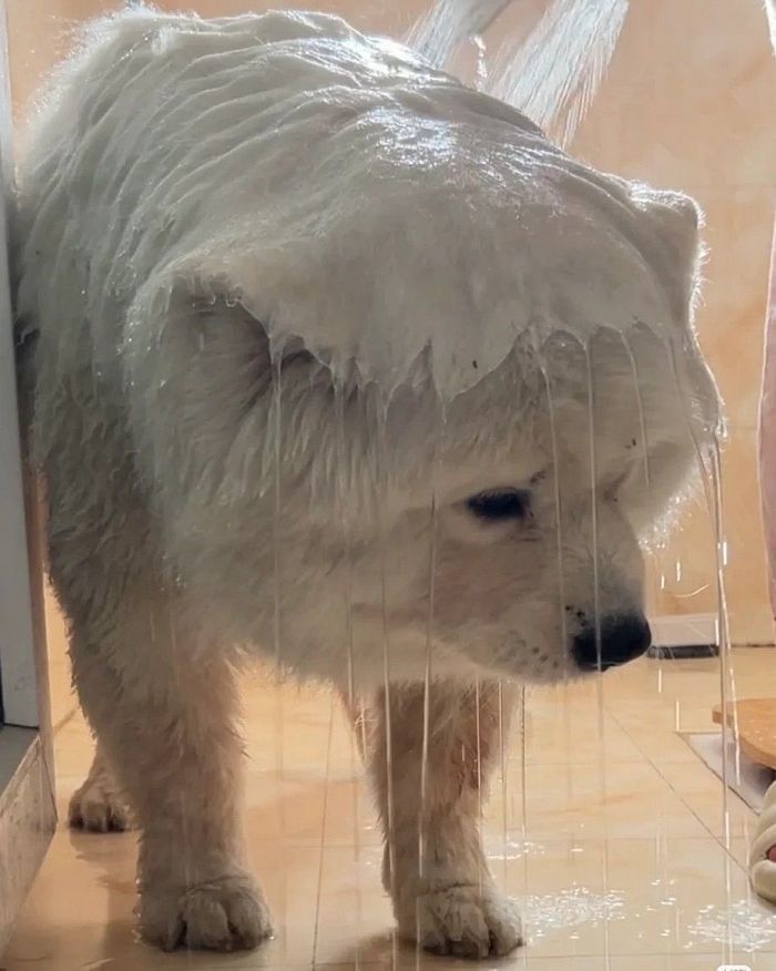 애니멀플래닛